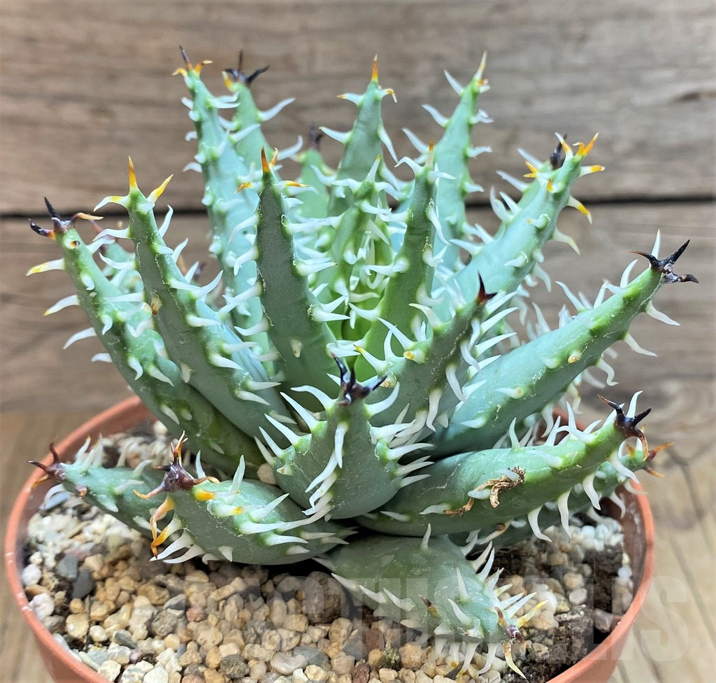 SHPR42465 Aloe erinacea - Image 2