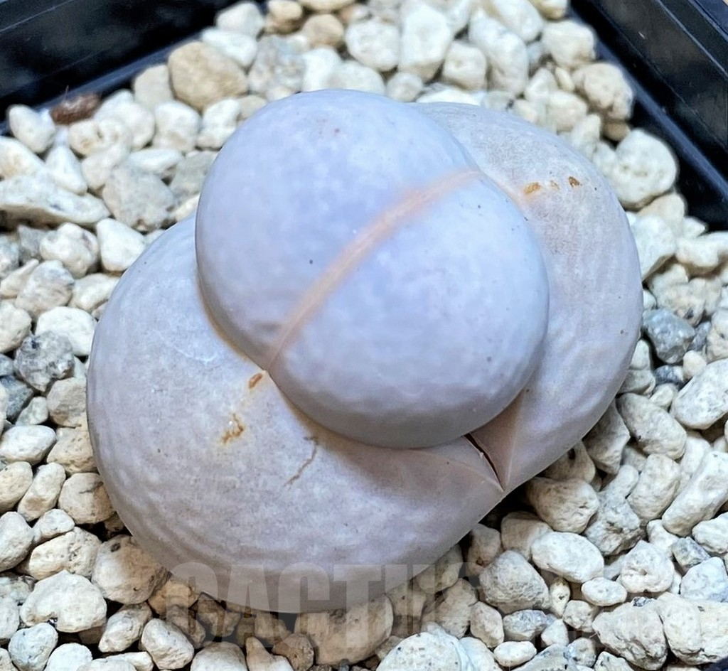 SHPR42428 Dinteranthus pole-evansii