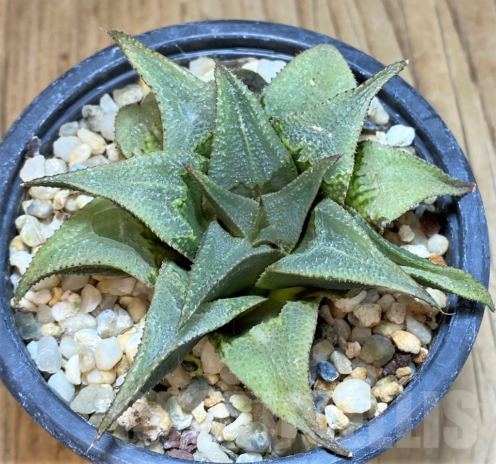 SHPR42453 Haworthia Badia 'Tehno' - Image 2