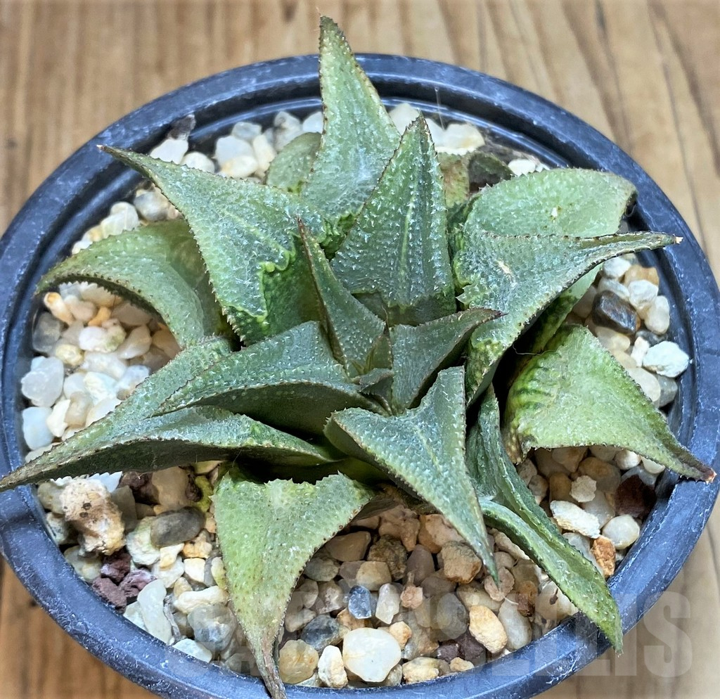 SHPR42453 Haworthia Badia 'Tehno'