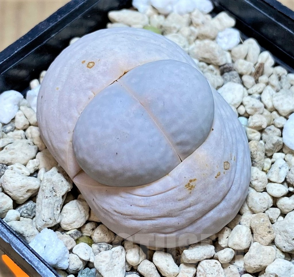 SHPR42429 Dinteranthus pole-evansii
