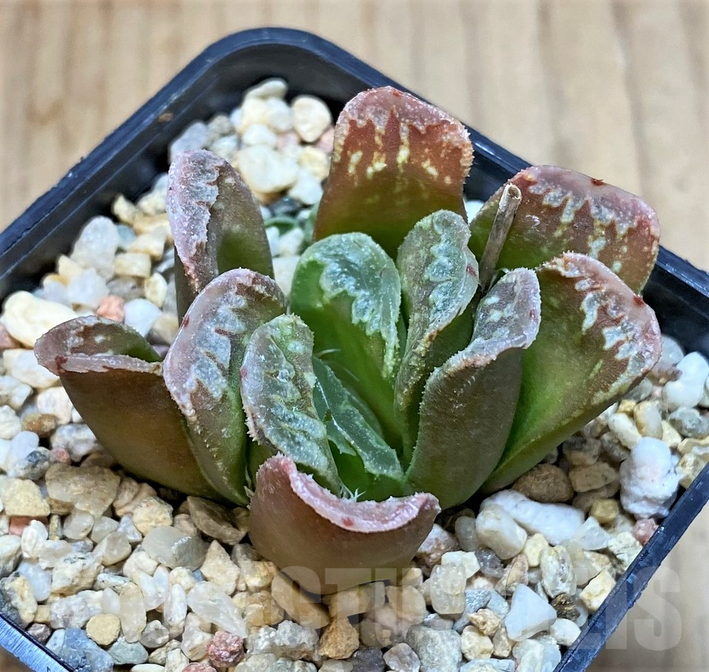 SHPR42557 Haworthia mutica hybrid - Image 2