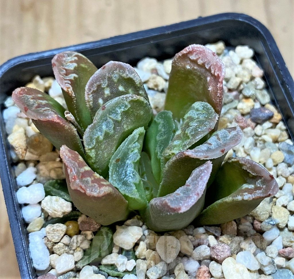 SHPR42557 Haworthia mutica hybrid - Image 3
