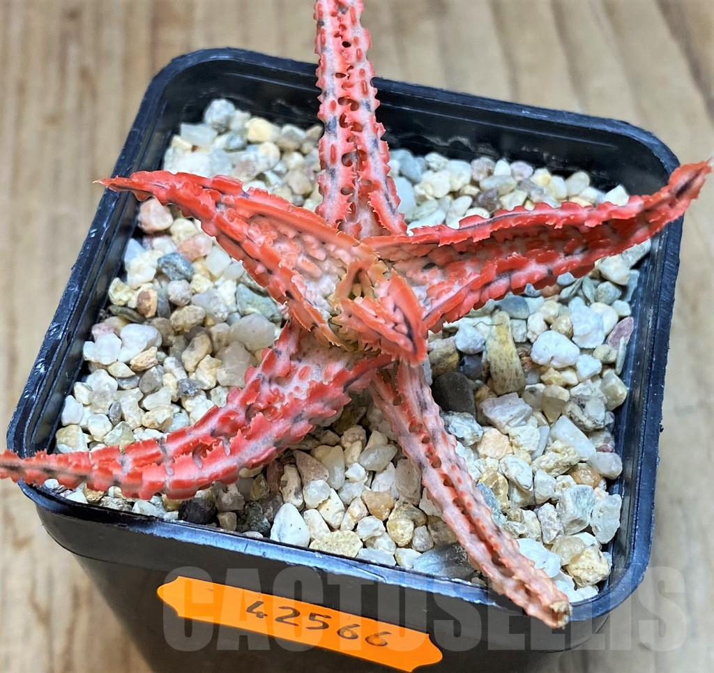 SHPR42566 Aloe TCT hybrid - Image 2