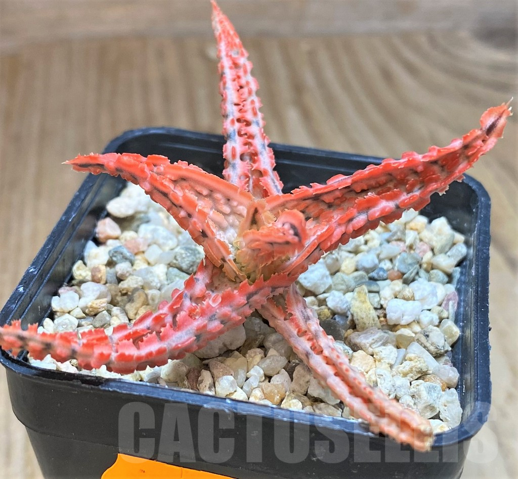 SHPR42566 Aloe TCT hybrid