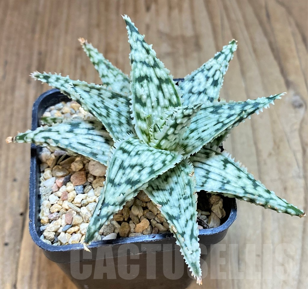 SHPR42574 Aloe 'Snowflake'