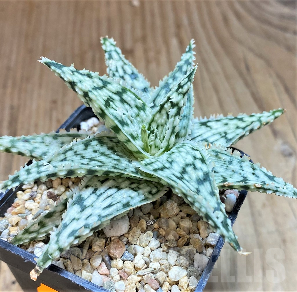 SHPR42574 Aloe 'Snowflake' - Image 2