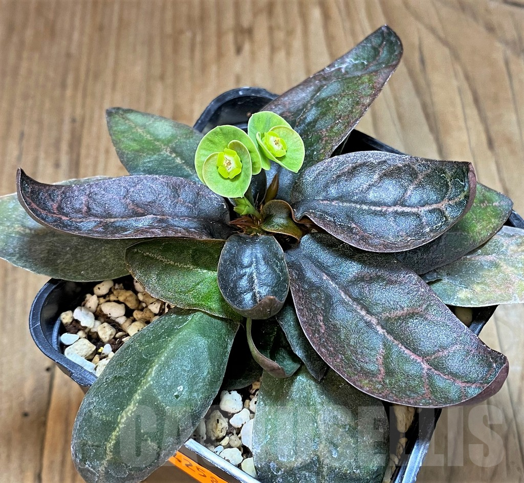 SHPR42584 Euphorbia francoisii hybrid - Image 2