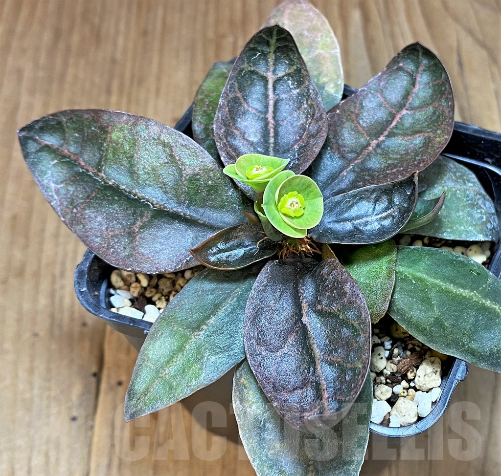 SHPR42584 Euphorbia francoisii hybrid