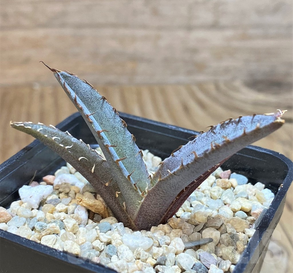 SHPR42534 Agave titanota 'Black and Blue' - Image 2