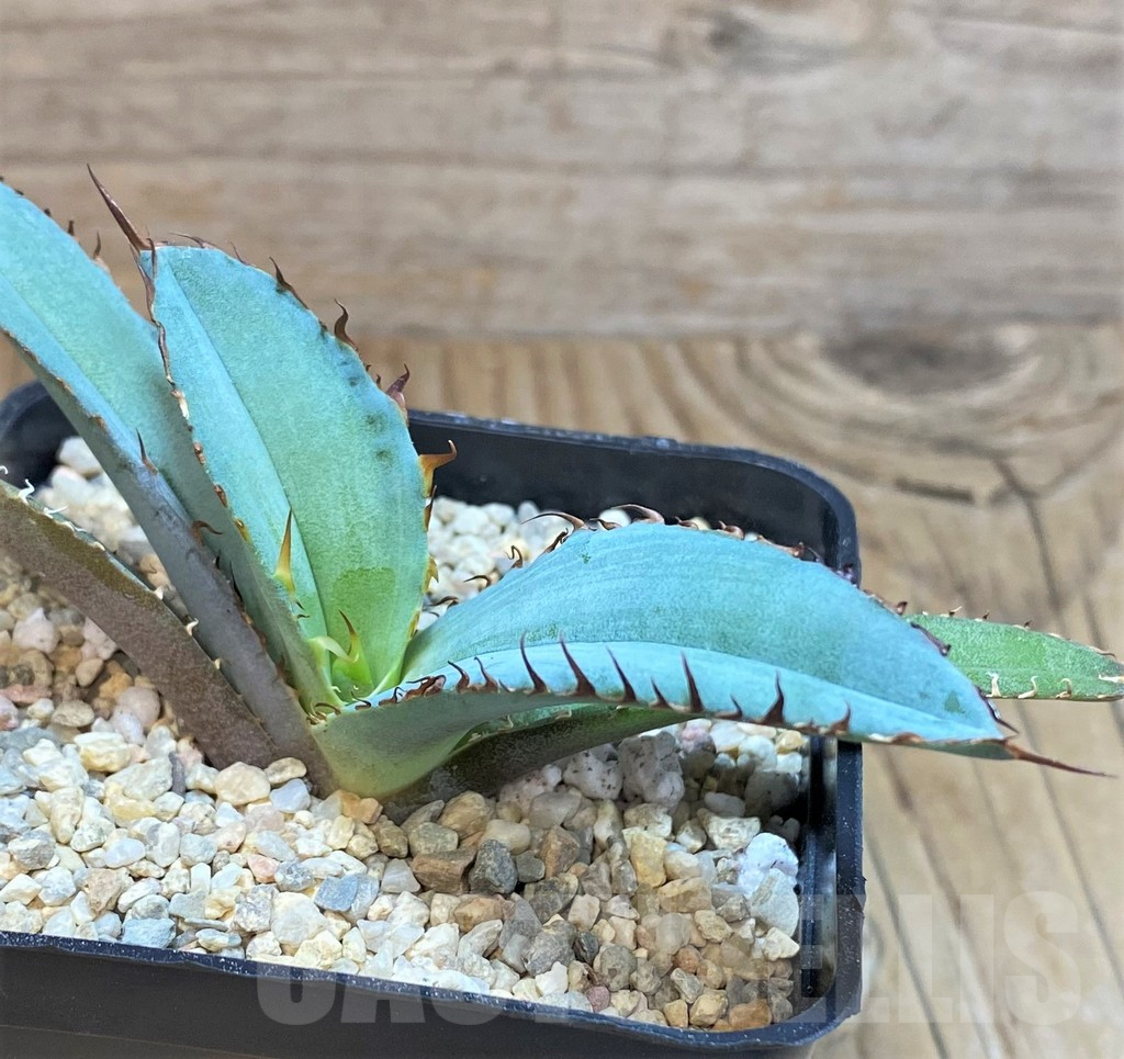 SHPR42537 Agave titanota 'Black and Blue' - Image 2