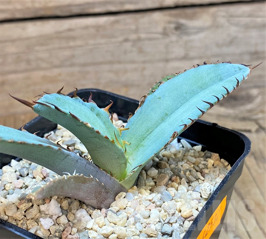 SHPR42537 Agave titanota 'Black and Blue' - Image 3