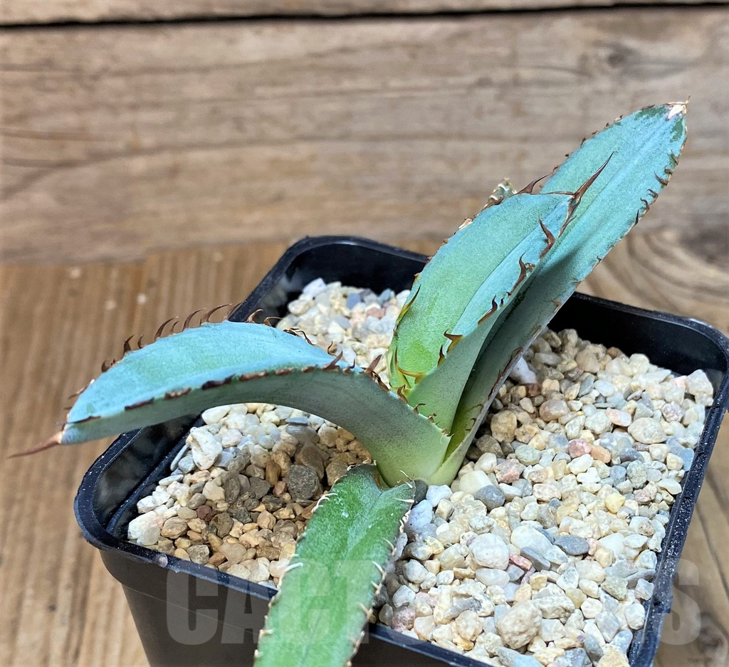 SHPR42537 Agave titanota 'Black and Blue' - Image 4