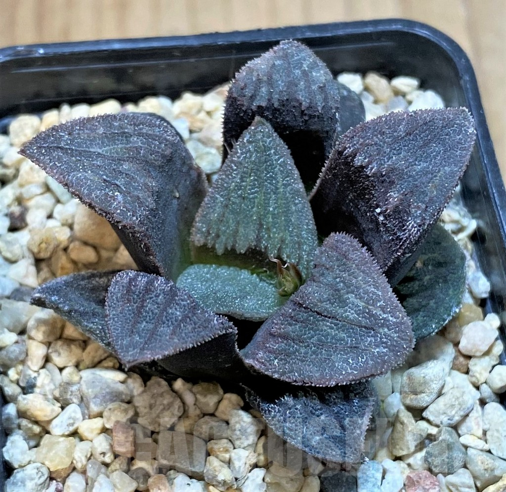 SHPR42549 Haworthia pygmaea 'Dekenahii' hybrid - Image 2