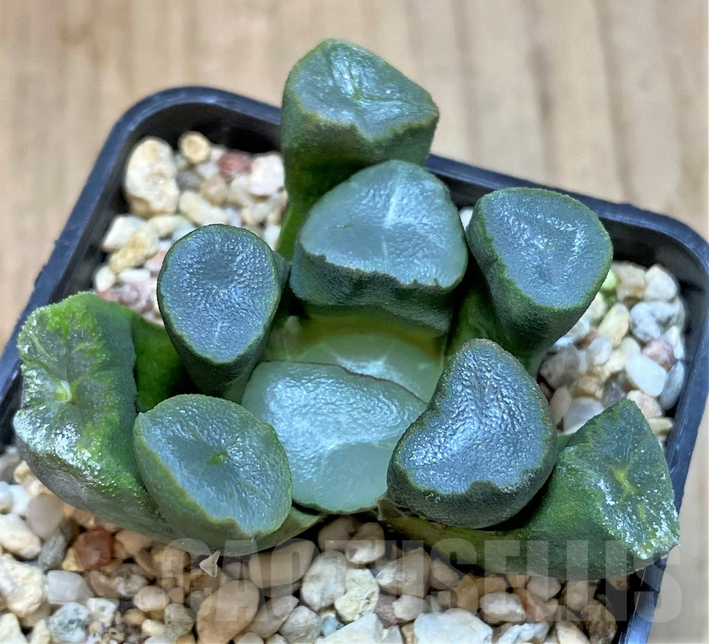 SHPR42550 Haworthia maughanii -Japan- - Image 2