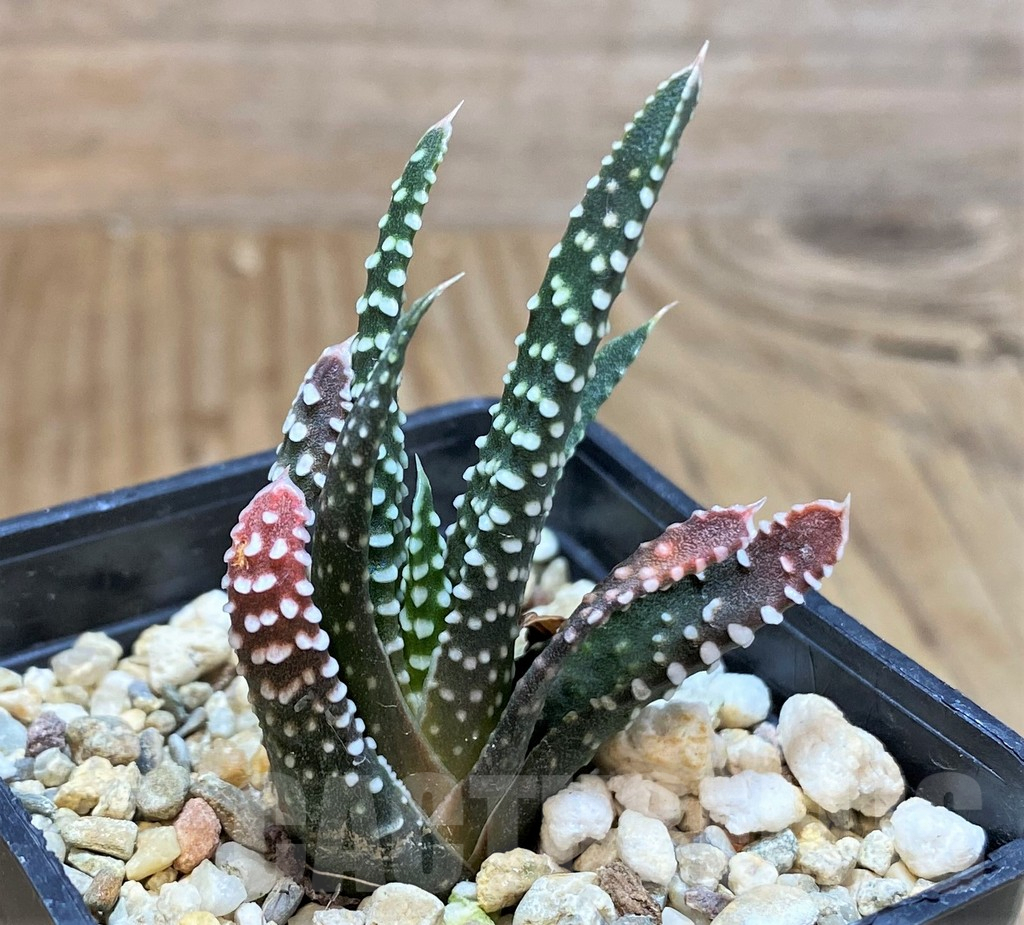 SHPR42555 Haworthia minima