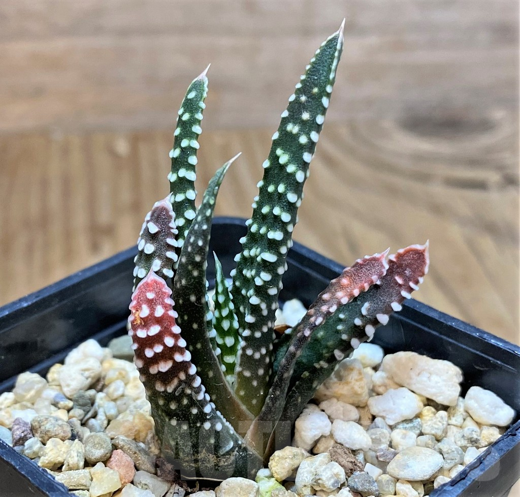 SHPR42555 Haworthia minima - Image 2
