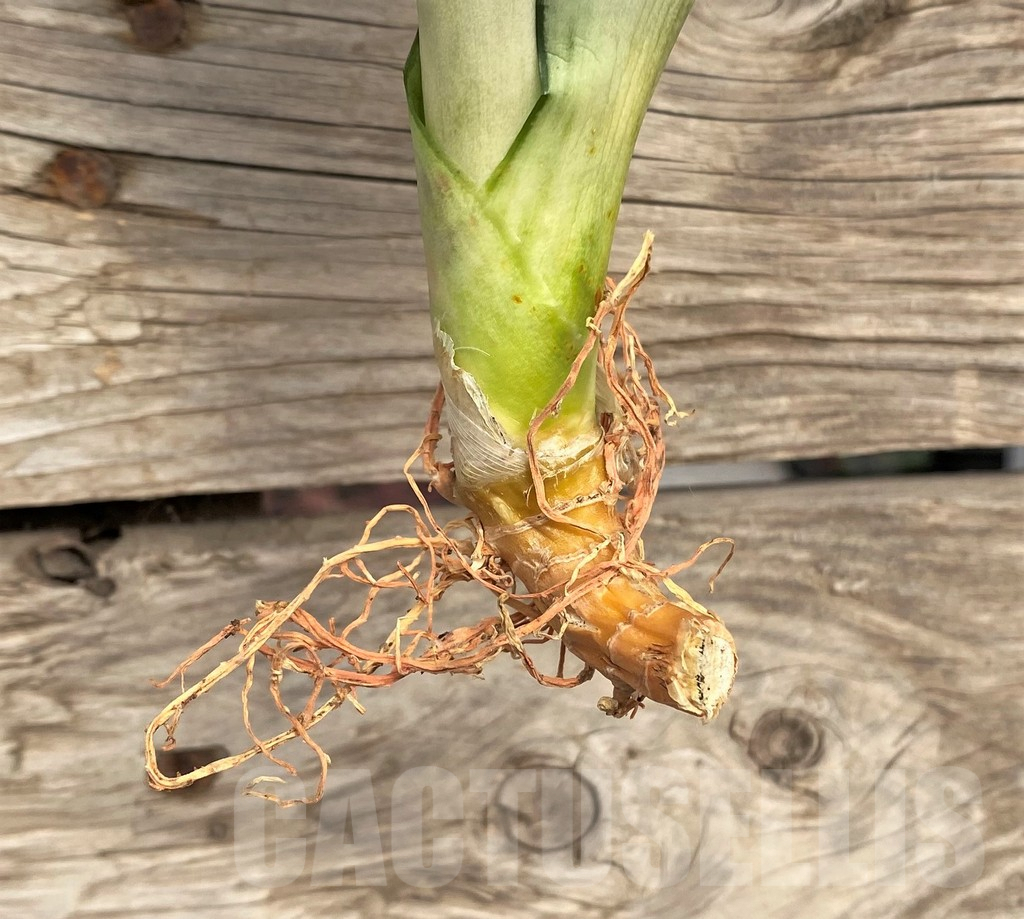 SHPR42703 Sansevieria 'Brazilian Moonshine' - Image 2