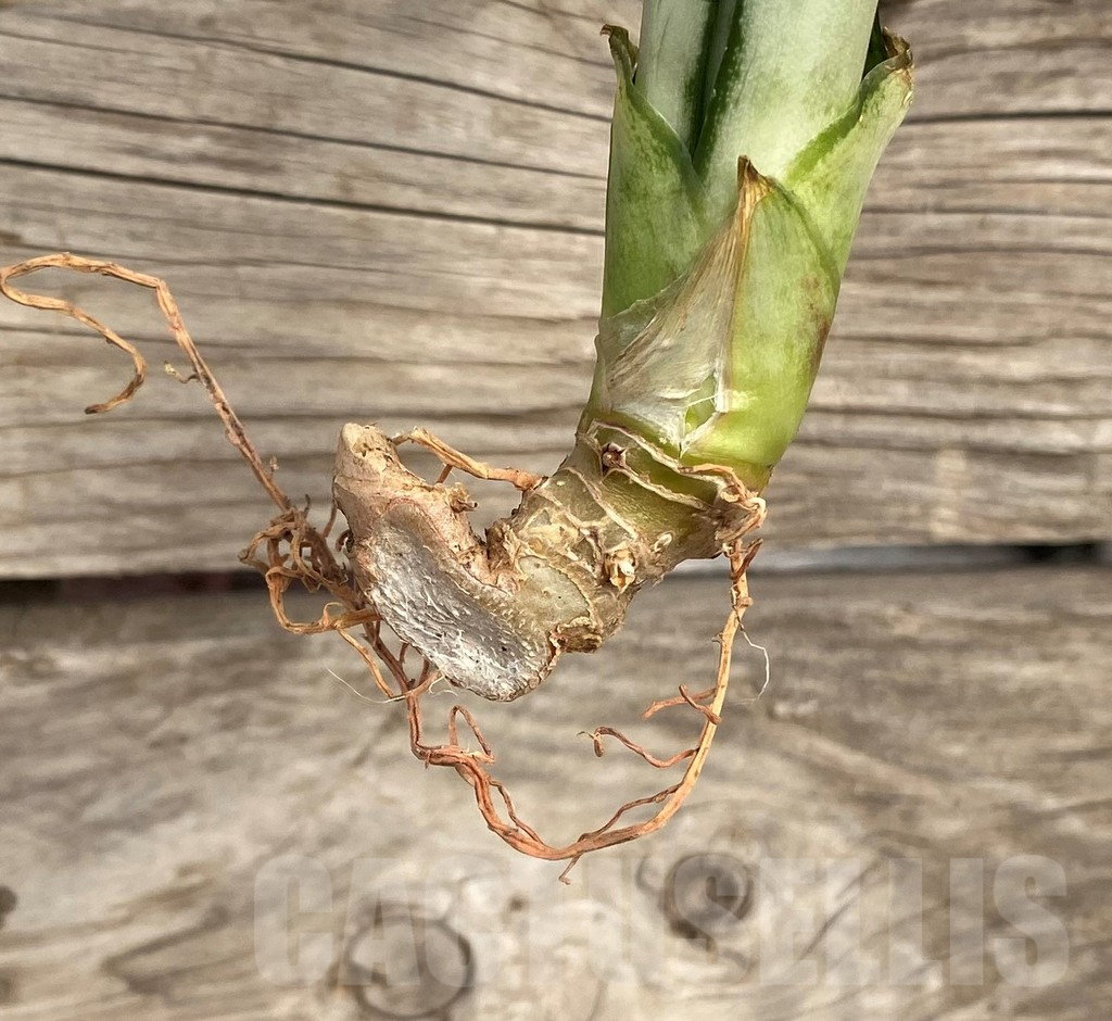 SHPR42708 Sansevieria 'Brazilian Moonshine' - Image 2