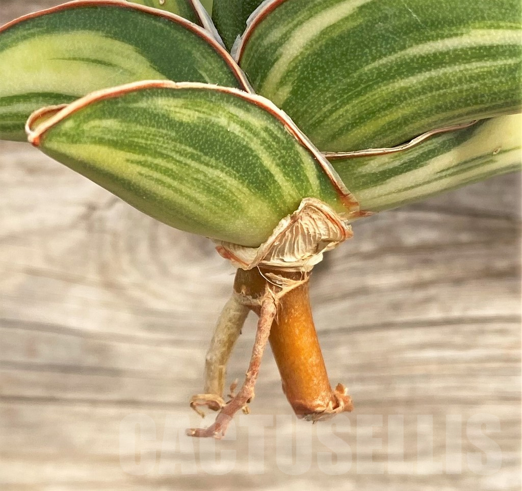 SHPR42670 Sansevieria ‘Samurai Dwarf’ f. variegata - Image 3