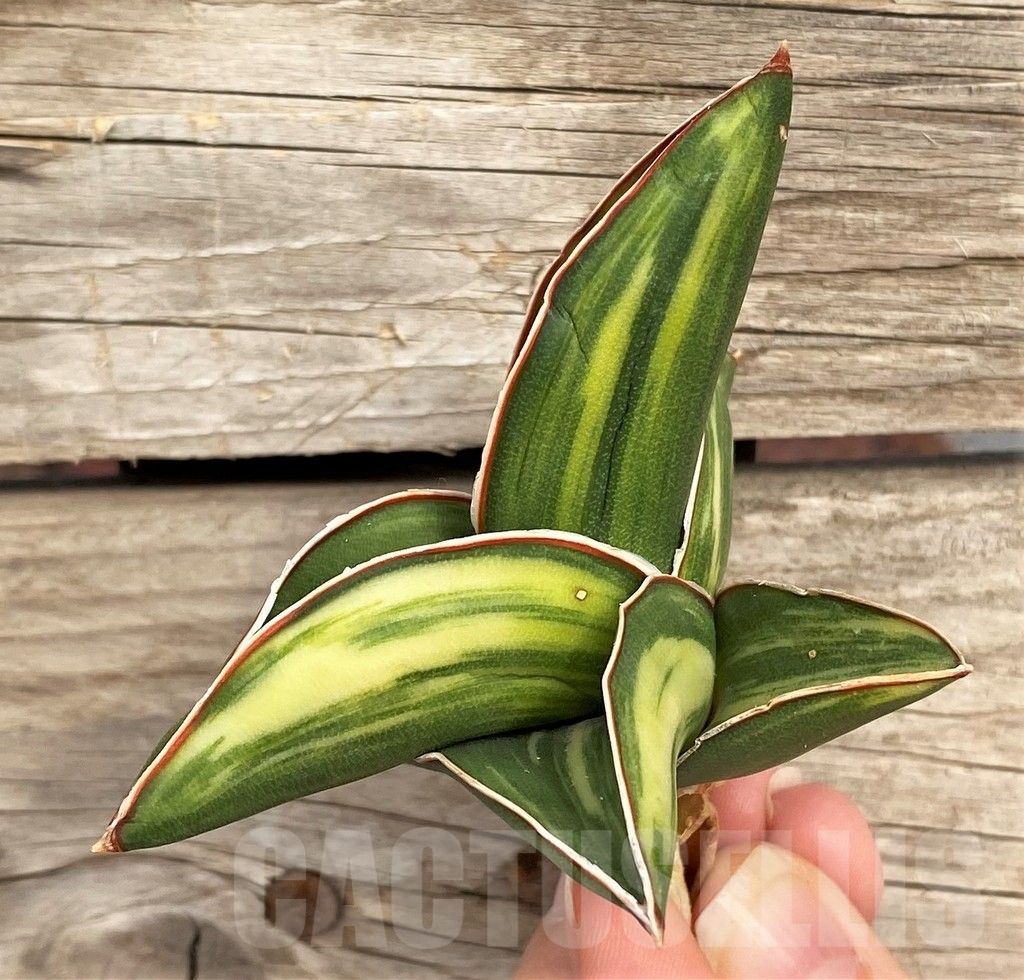 SHPR42670 Sansevieria ‘Samurai Dwarf’ f. variegata
