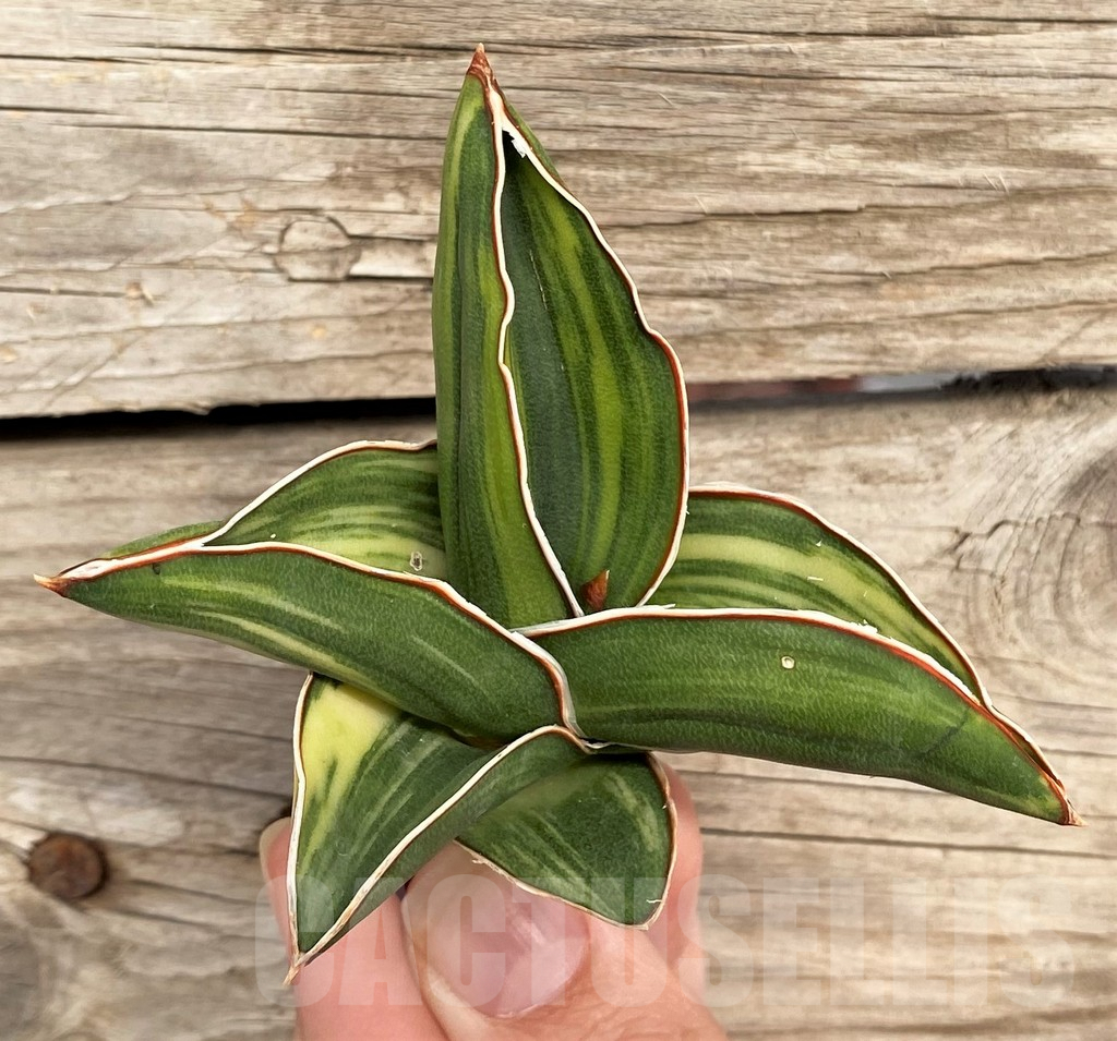 SHPR42670 Sansevieria ‘Samurai Dwarf’ f. variegata - Image 2