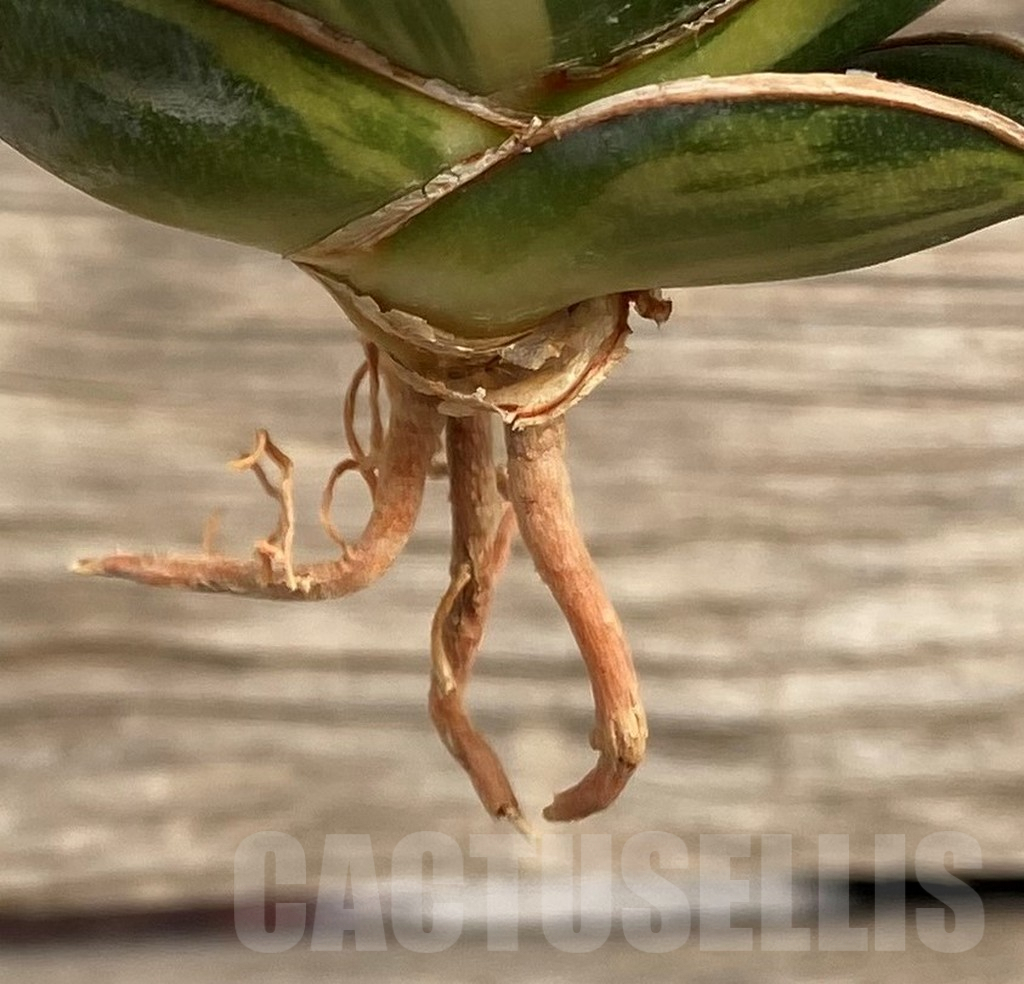 SHPR42671 Sansevieria ‘Samurai Dwarf’ f. variegata - Image 3