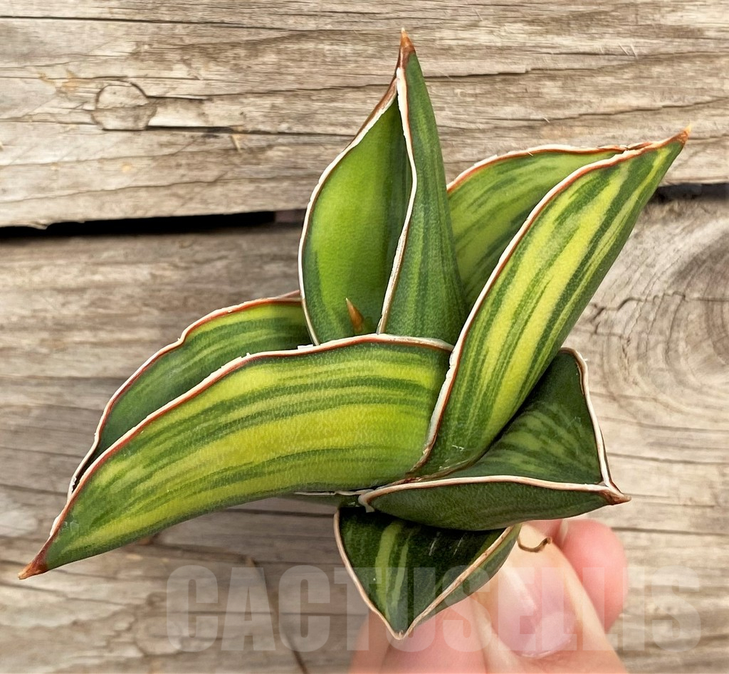 SHPR42671 Sansevieria ‘Samurai Dwarf’ f. variegata