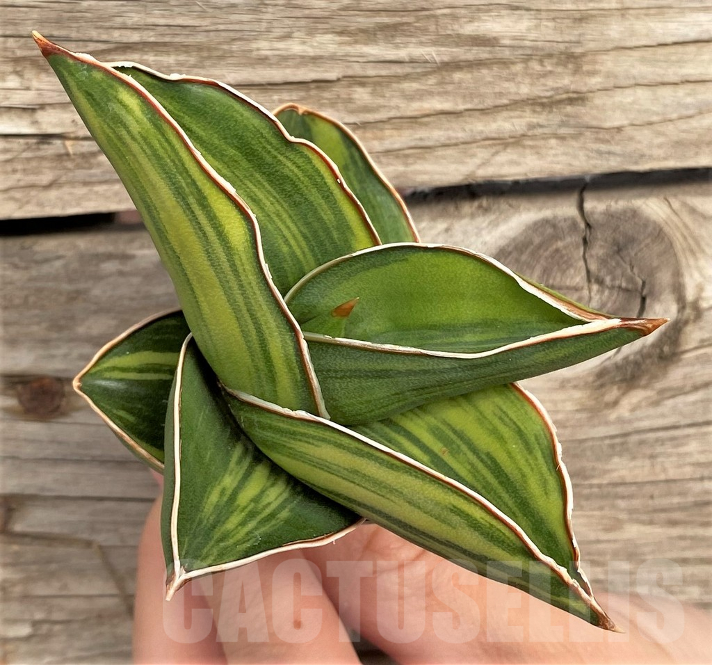 SHPR42671 Sansevieria ‘Samurai Dwarf’ f. variegata - Image 2