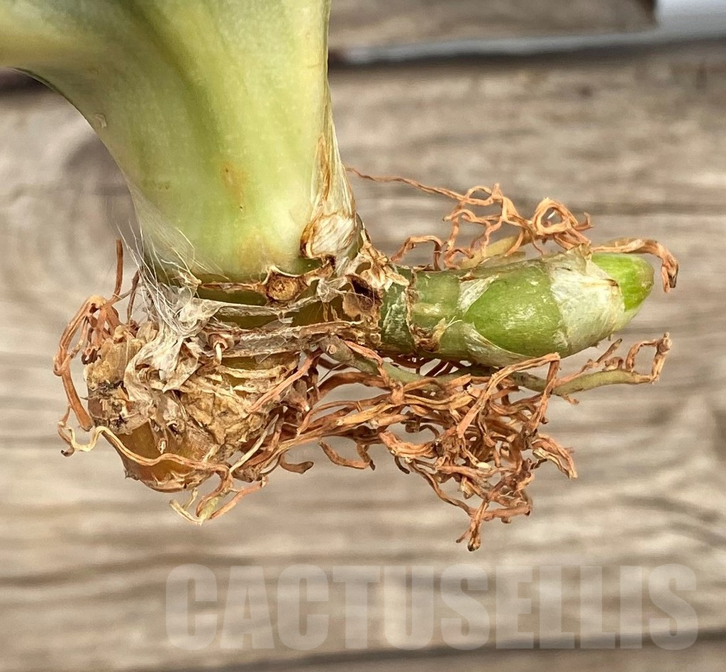 SHPR42672 Sansevieria 'Hahnii zebra' - Image 3