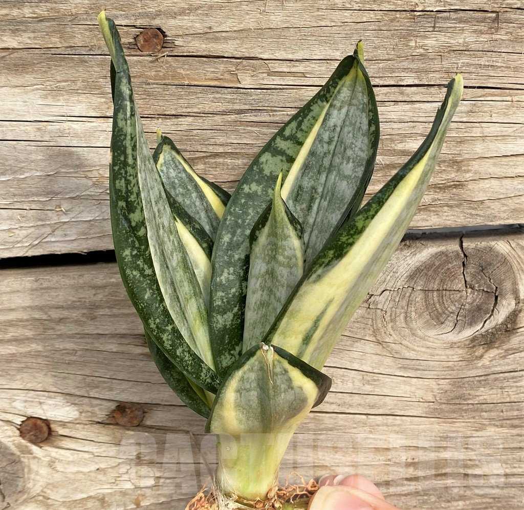 SHPR42672 Sansevieria 'Hahnii zebra' - Image 2