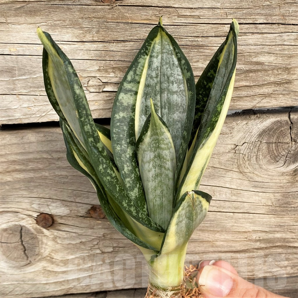 SHPR42672 Sansevieria 'Hahnii zebra'