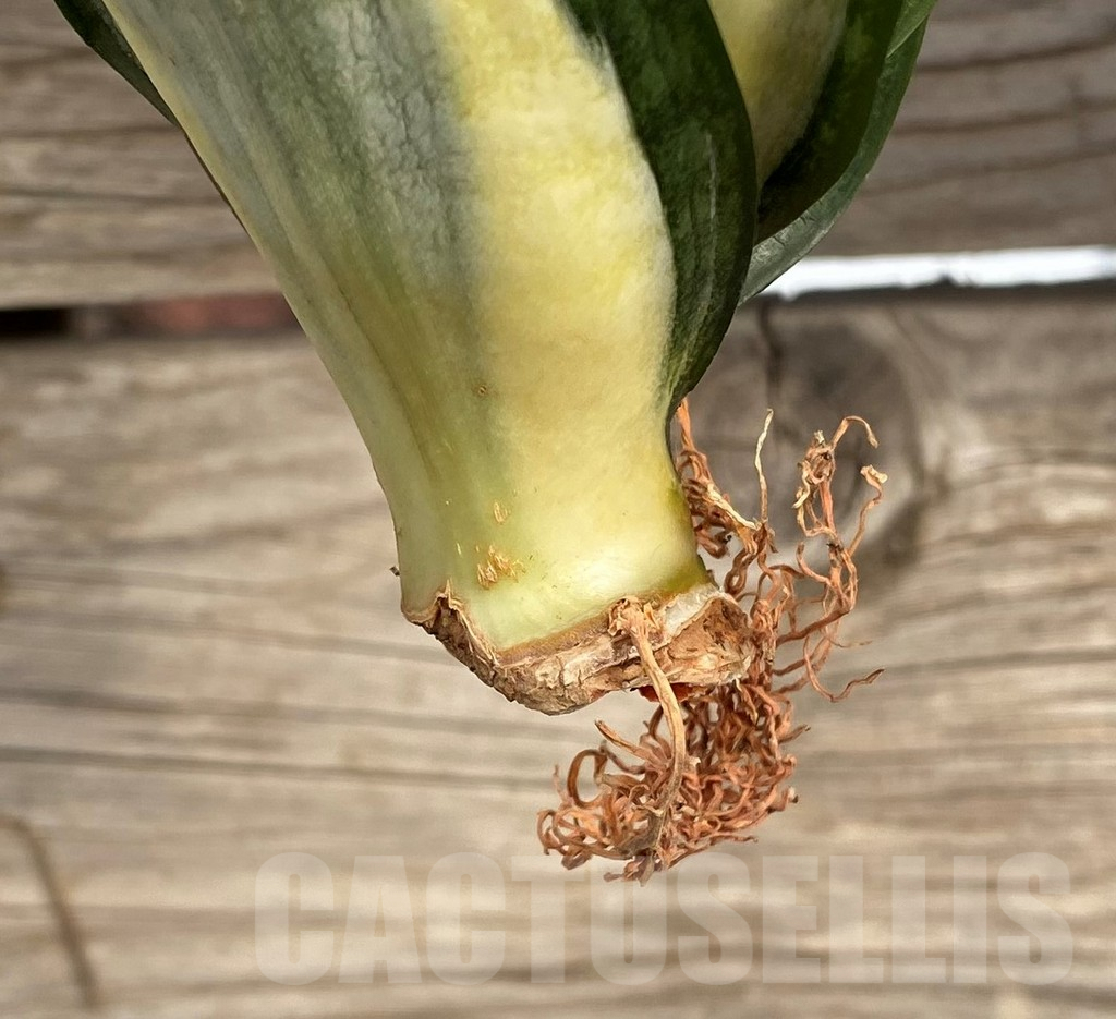 SHPR42674 Sansevieria 'Hahnii zebra' - Image 3