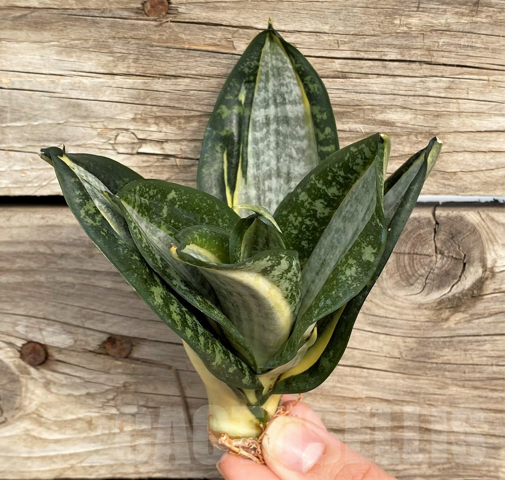 SHPR42674 Sansevieria 'Hahnii zebra' - Image 2