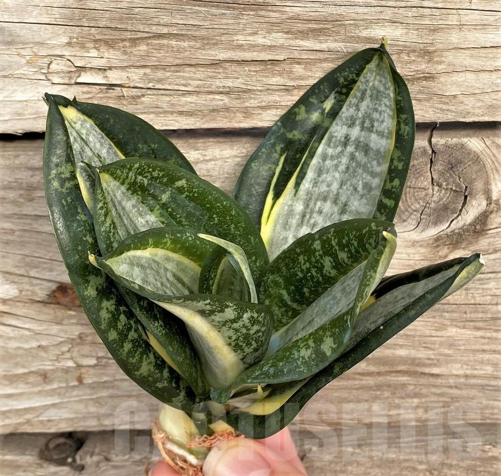 SHPR42674 Sansevieria 'Hahnii zebra'