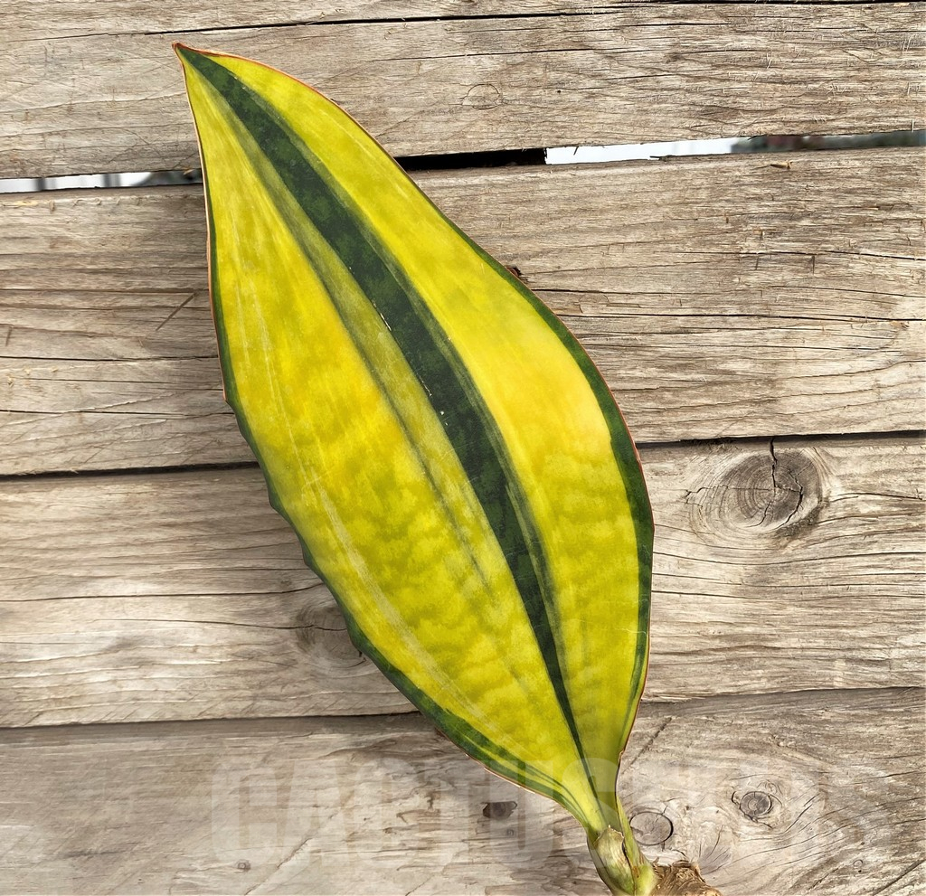 SHPR42677 Sansevieria Masoniana Yellow f. variegata