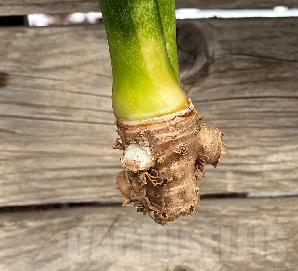 SHPR42684 Sansevieria 'Moonshine' - Image 2