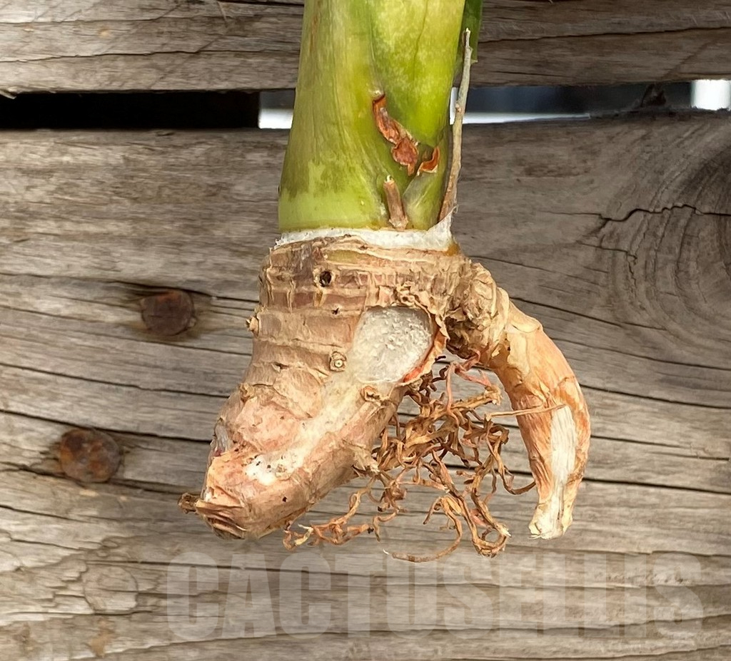 SHPR42685 Sansevieria 'Moonshine' - Image 2
