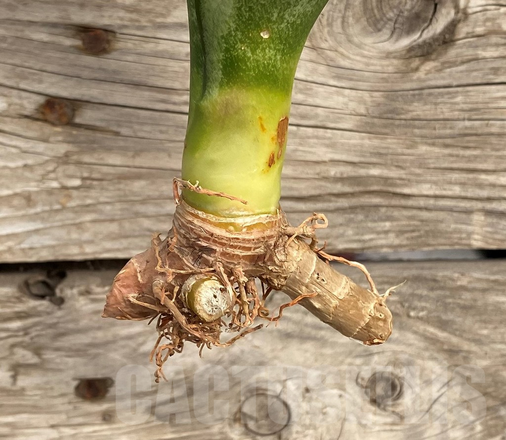 SHPR42686 Sansevieria 'Moonshine' - Image 2