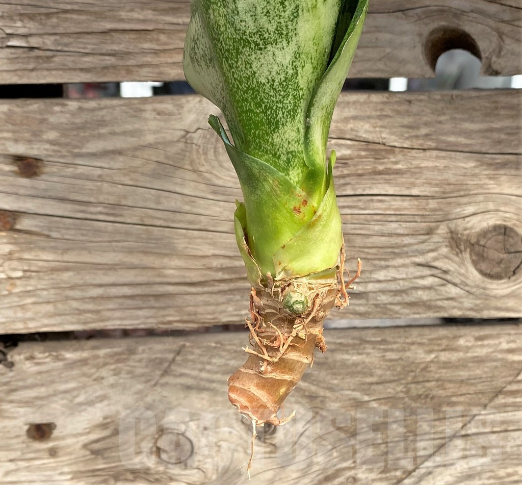 SHPR42687 Sansevieria 'Moonshine' - Image 3