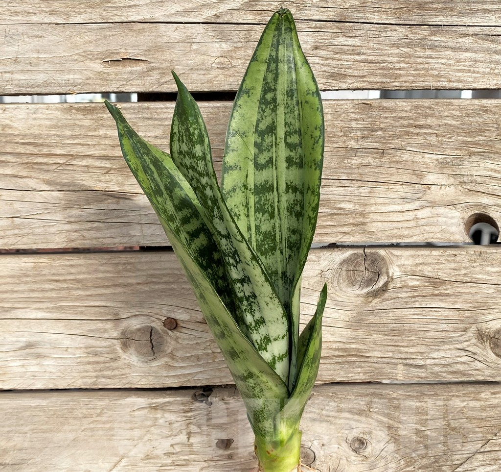 SHPR42687 Sansevieria 'Moonshine'