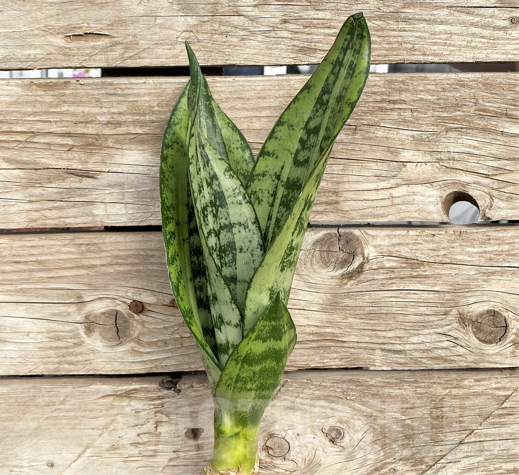 SHPR42687 Sansevieria 'Moonshine' - Image 2