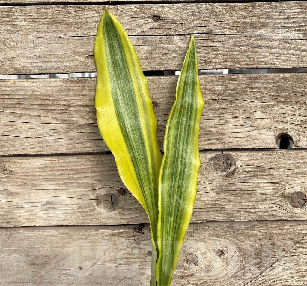 SHPR42689 Sansevieria 'Yellowstone'