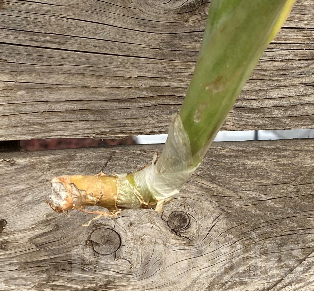 SHPR42690 Sansevieria 'Yellowstone' - Image 2