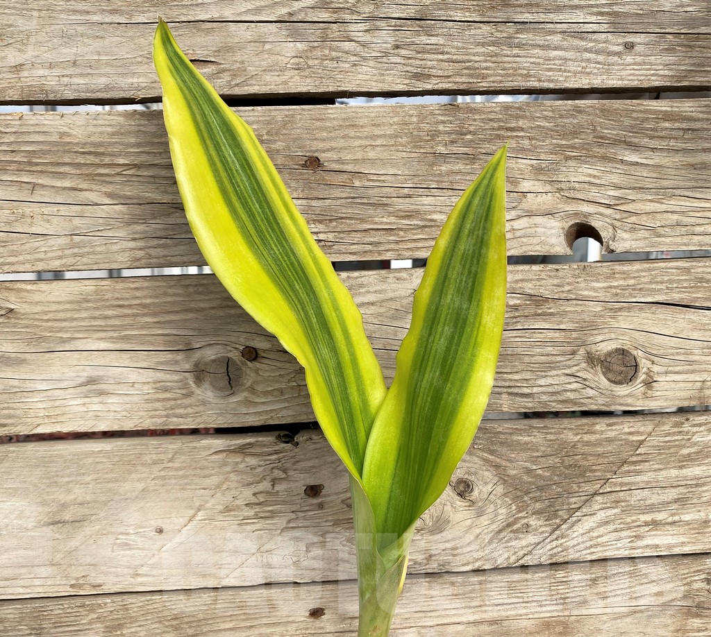 SHPR42690 Sansevieria 'Yellowstone'