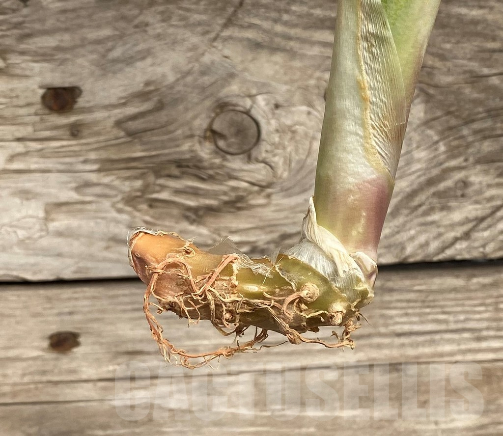 SHPR42692 Sansevieria 'Yellowstone' - Image 2