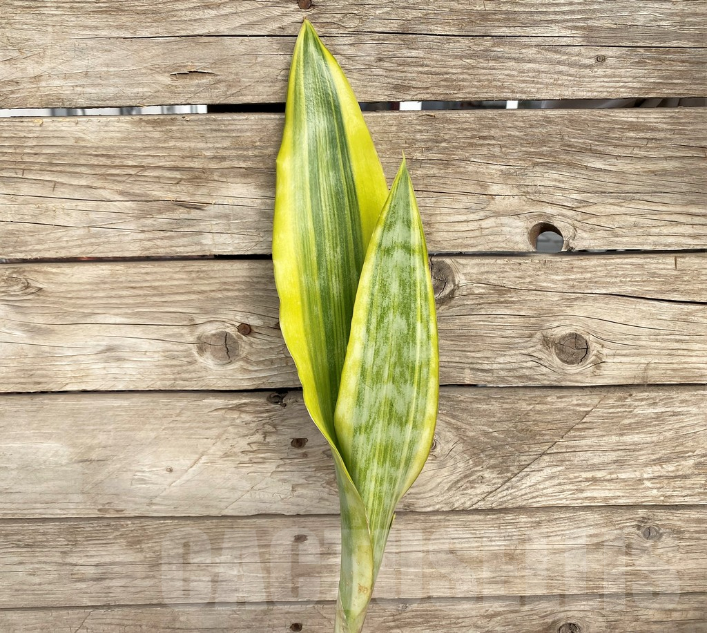 SHPR42692 Sansevieria 'Yellowstone'