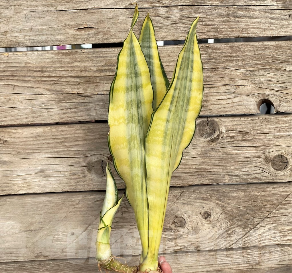 SHPR42696 Sansevieria 'Asahi' - Image 3