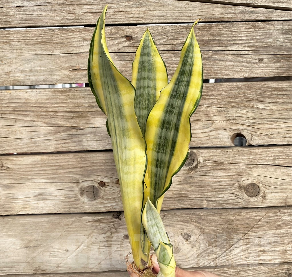 SHPR42696 Sansevieria 'Asahi'