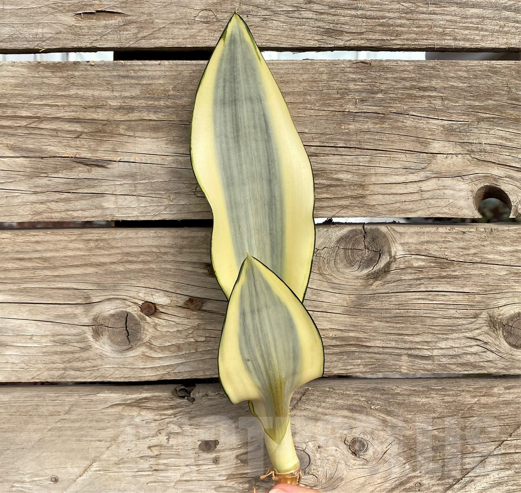 SHPR42698 Sansevieria 'Moonshine Splash'